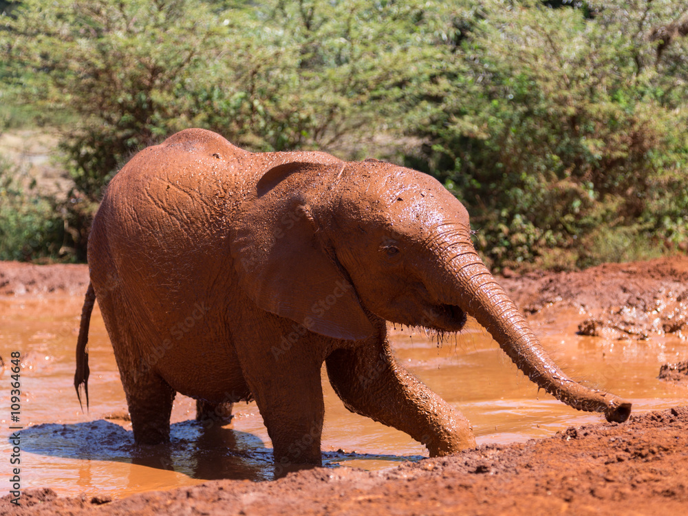 Naklejka premium Baby elephant getting out of water