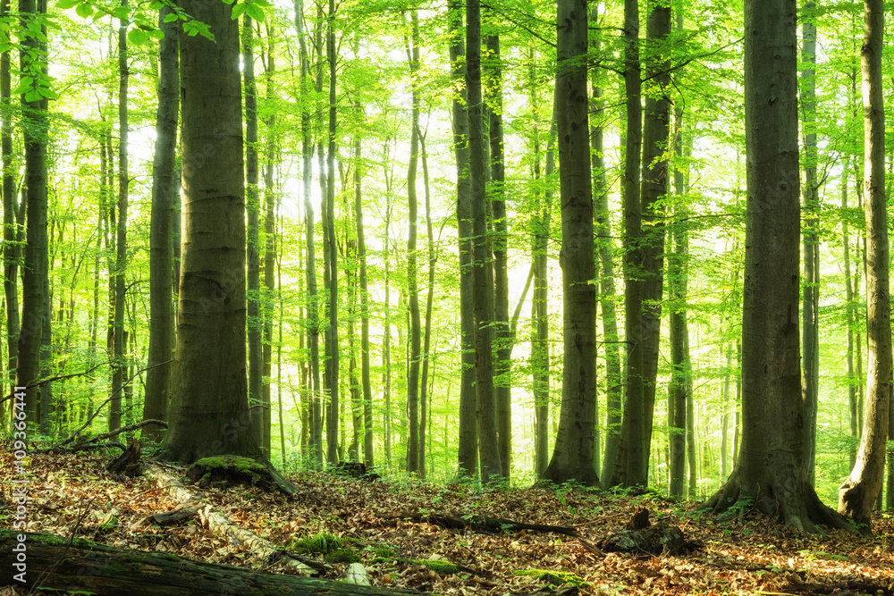 Obraz premium Miękka zieleń w niemieckich lasach