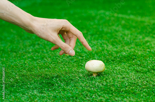 Mushrooms and forest theme: a man holding a white fungus on a background of green grass in summer