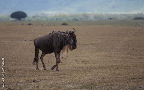 A blue wildebeest