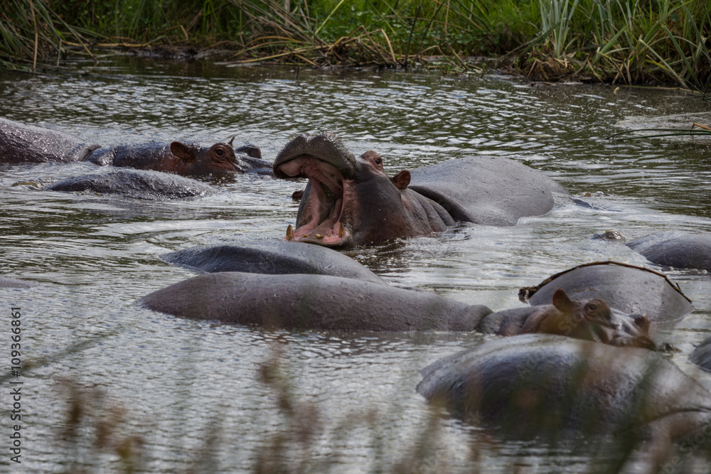 Fototapeta premium A large hippo roaring in the water