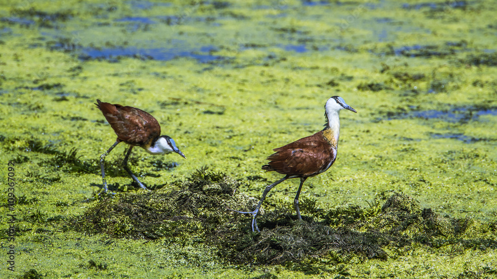 African jacana in Kruger National park, South Africa African jacana in Kruger National park, South Africa