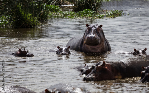 A hippo mother and its baby looking up