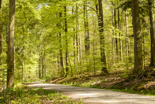 dirt road in the springtime woods  Stuttgart