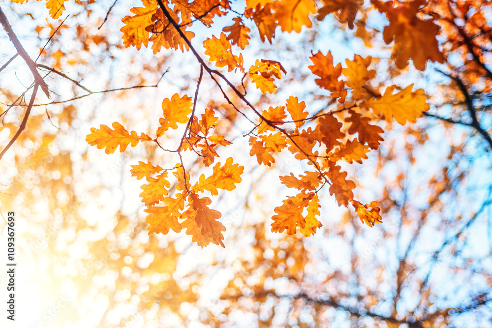 Autumn landscape. Autumn oak leaves, very shallow focus. Autumn landscape. Autumn oak leaves, very shallow focus.