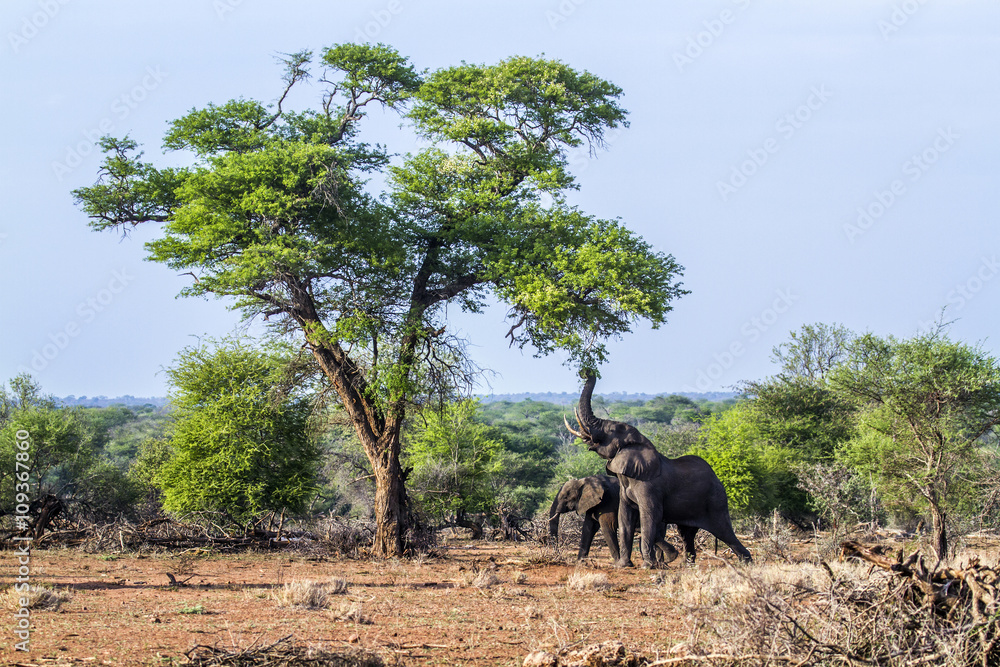 Obraz premium African bush elephant in Kruger National park, South Africa