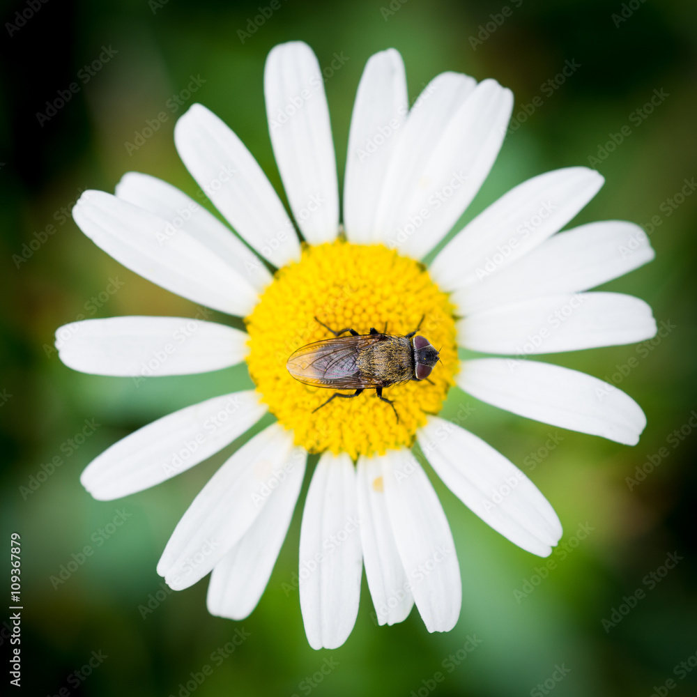 Fototapeta premium Fly on flower