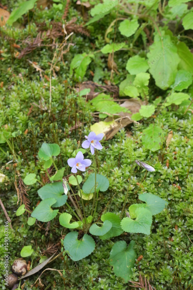 Fototapeta premium スミレ