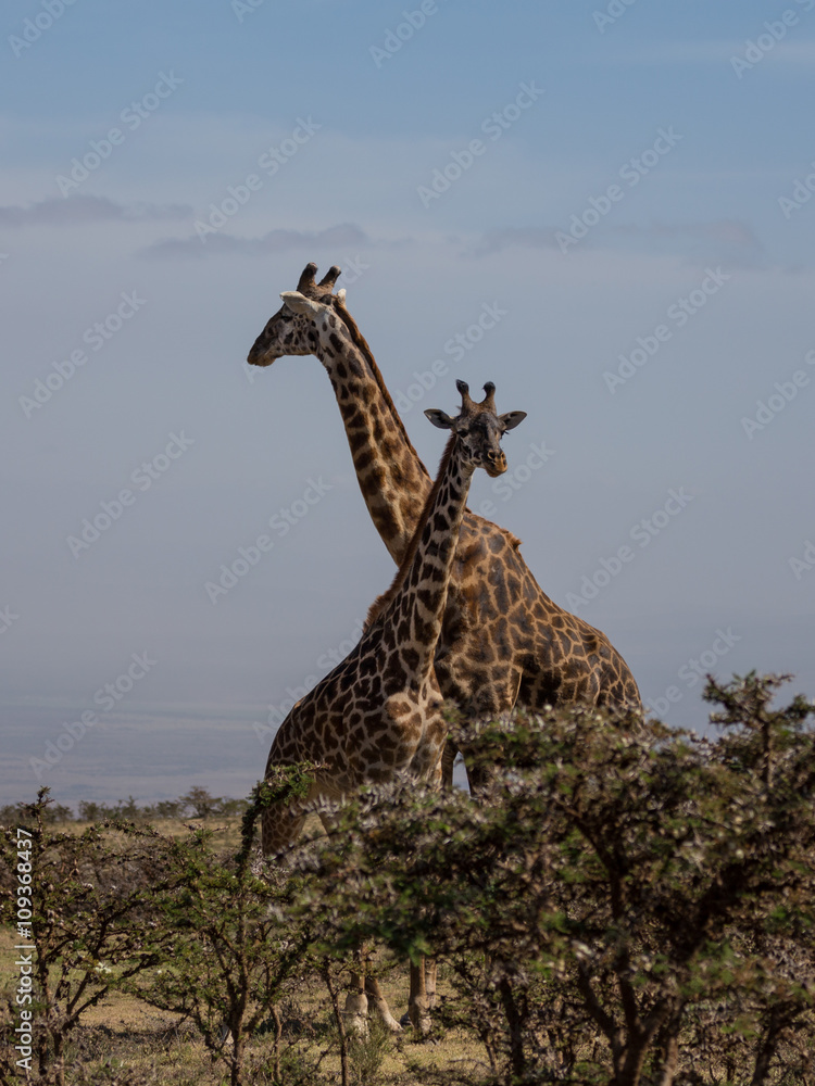 Obraz premium Two Rothschild's giraffes crossing necks