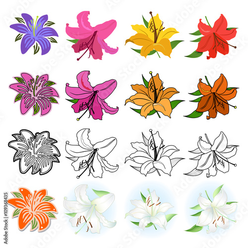 Fototapeta Naklejka Na Ścianę i Meble -  Lilies set (different styles drawn)