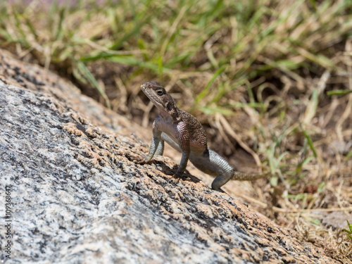 A lizard sitting on a rock