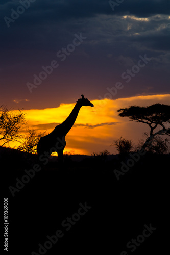 A Rothschild's giraffe walking in front of the sunset