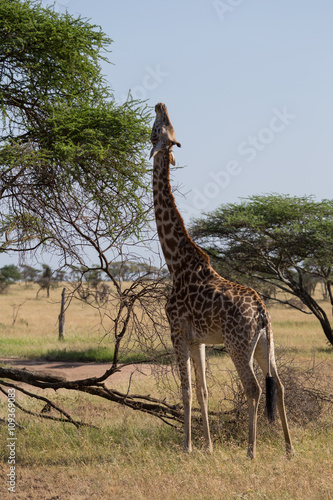A Rothschild's giraffe eating