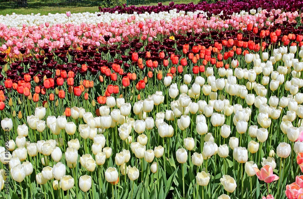 Fototapeta premium tulips in a garden