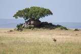 A lioness hidden in grass, on the hunt