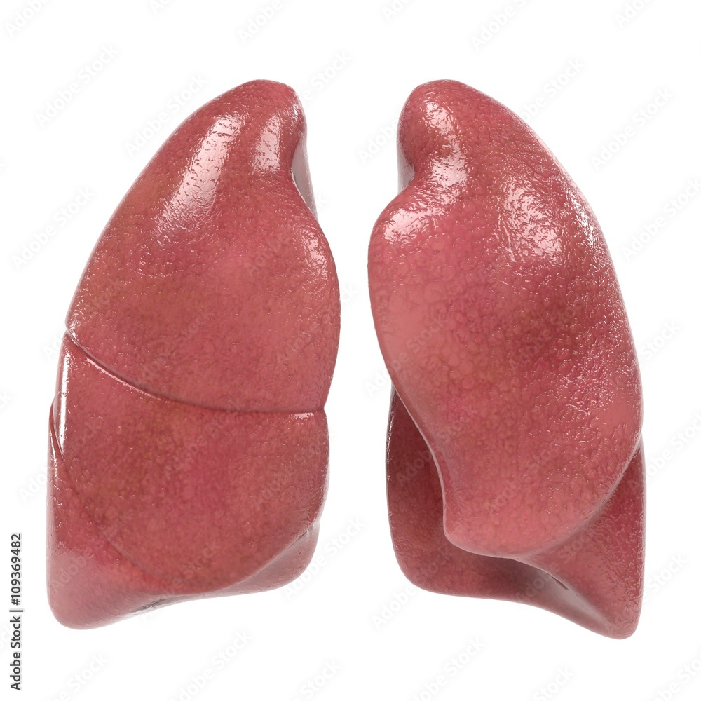 3d renderings of human respiratory system 3d renderings of human respiratory system