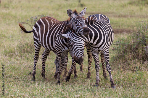 Two young zebras playing