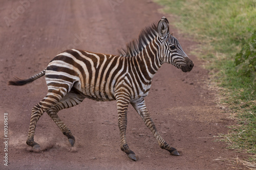 A young zebra suddenly stopping