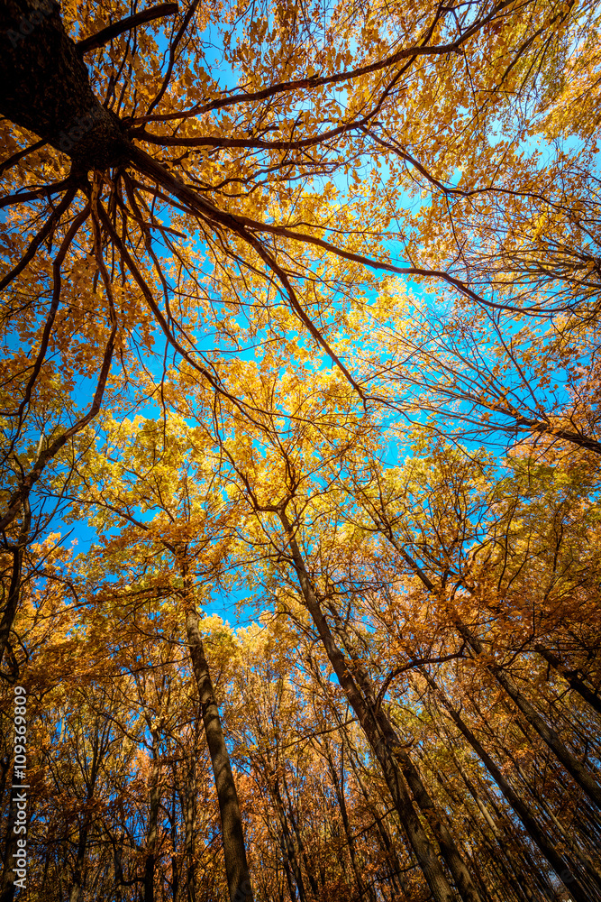 Obraz premium Autumn landscape. Yellow oak leaves on the branches in the old autumn forest.