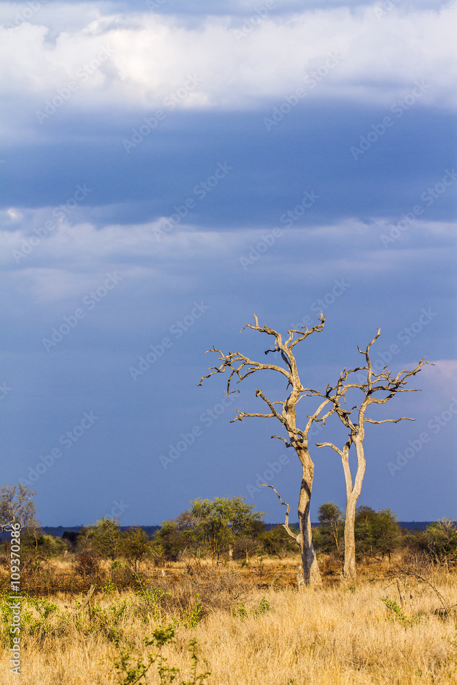 Savannah landscape in Kruger National park, South Africa Savannah landscape in Kruger National park, South Africa