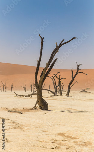 Dead tree in Deadvlei, Namibia