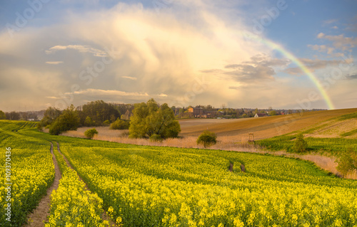 krajobraz wiejski,kwitnący rzepak na polu,ulewa i tęcza © Mike Mareen