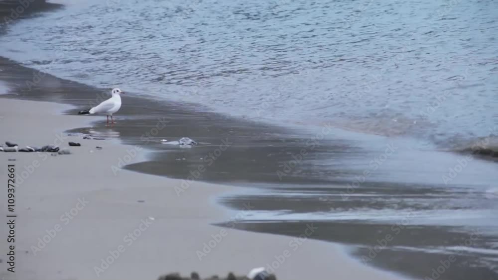 Gabbianella sulla spiaggia Gabbianella sulla spiaggia