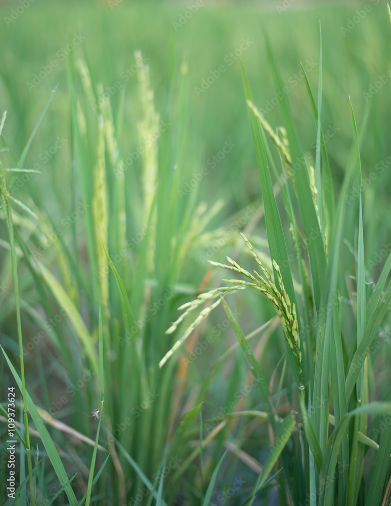 Obraz premium Green ripe rice in blur field. Selective focus.