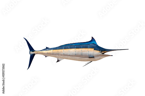 Canvas Print Marlin - Swordfish,Sailfish saltwater fish (Istiophorus) isolate
