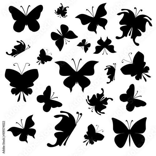 butterfly