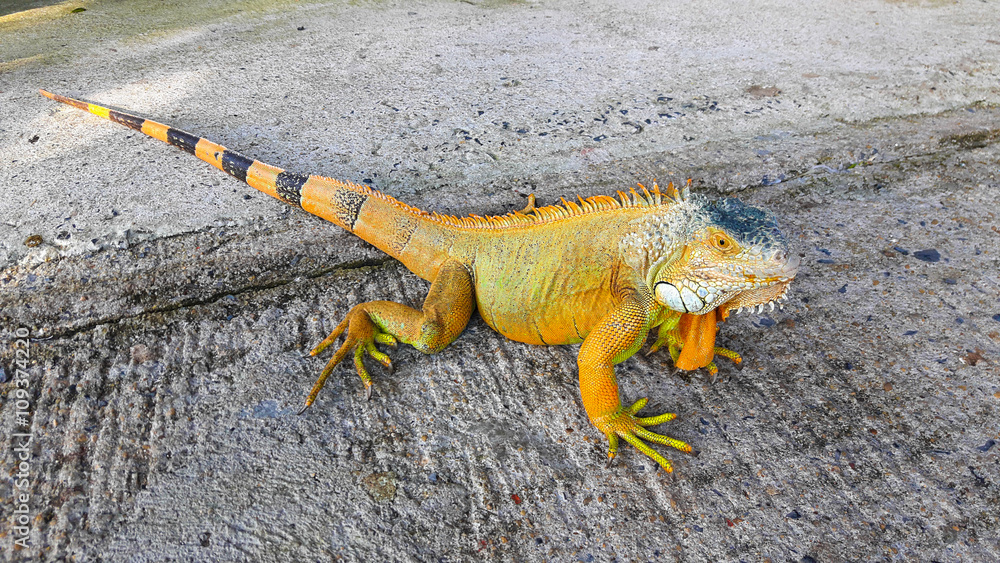 Orange green iguana on the ground. Orange green iguana on the ground.