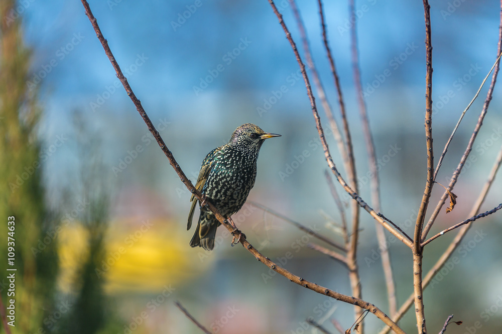 Beautifully coloured common starling on a branch Beautifully coloured common starling on a branch