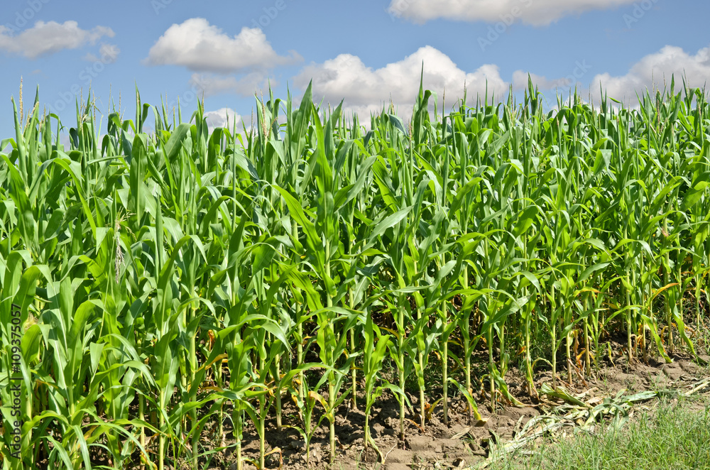 Obraz premium Corn field
