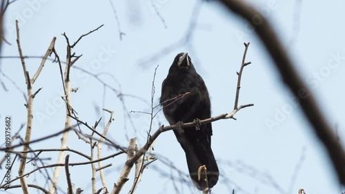 rook sits on a branch of a tree photo
