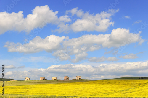 Fotografía Between Apulia and Basilicata: farmhouses abandoned in a field of yellow flowers