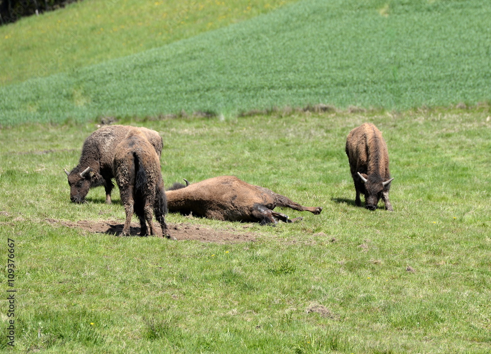birth of a buffalo