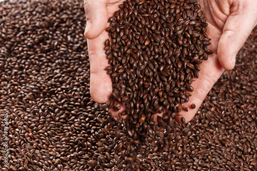 Closeup view of Chocolate Barley Malt Grains in hands. Ingredient for beer. Background texture. Ideal for commercial. Backdrop image. 
