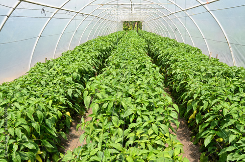 Capsicum greenhouse