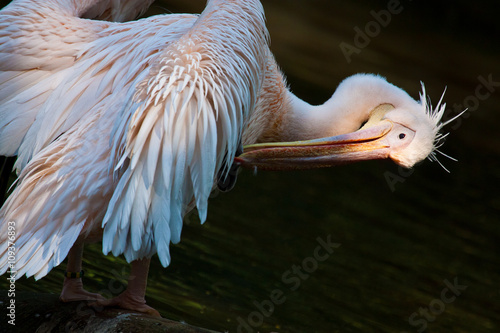 Rosapelikan (Pelecanus onocrotalus) bei der Gefiederpflege photo