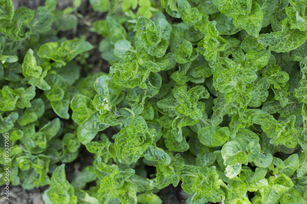 mint leaves mint leaves