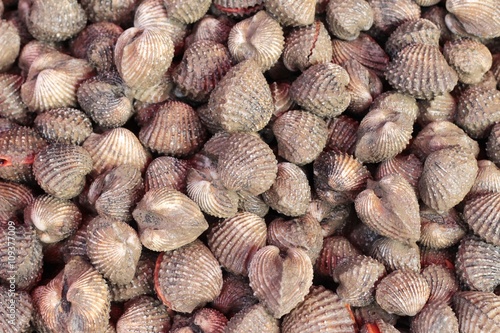 fresh cockle for cooking in the market.