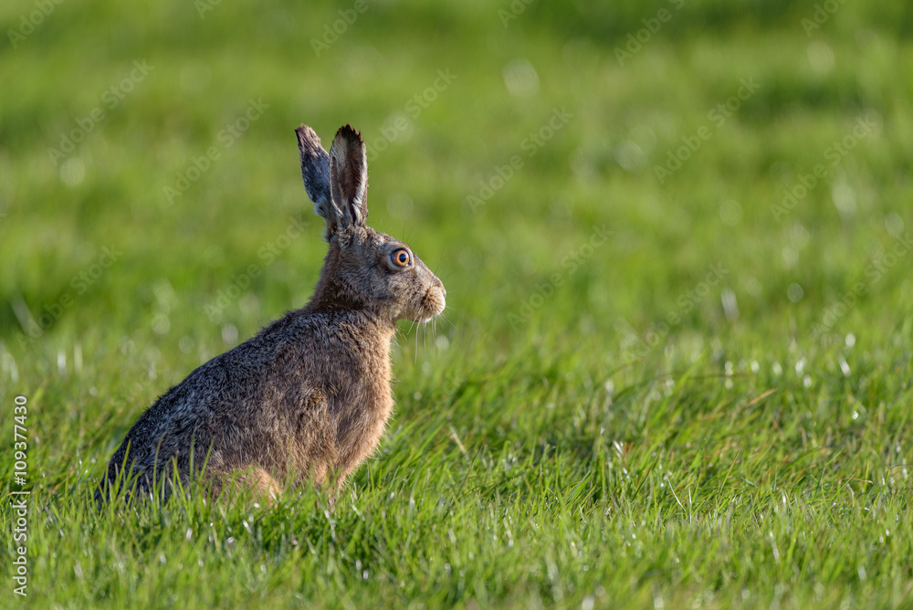 Fototapeta premium European hare (Lepus europaeus) in a field of grass