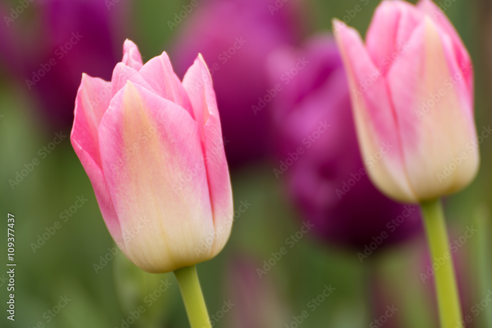 Tulpenblüte