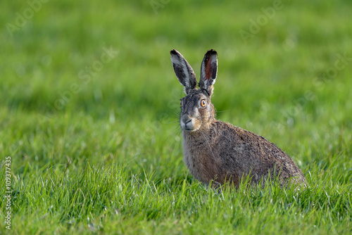European hare (Lepus europaeus) in a field of grass © o0orichard