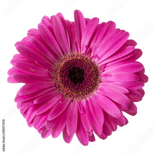 Isolated Pink Gerbera Daisy