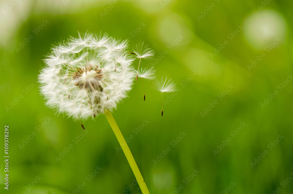 dandelion spores blowing away