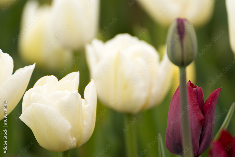 Fototapeta premium Tulpenblüte