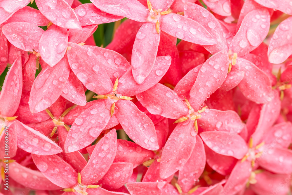 Pink flower, pink Ixora coccinea.