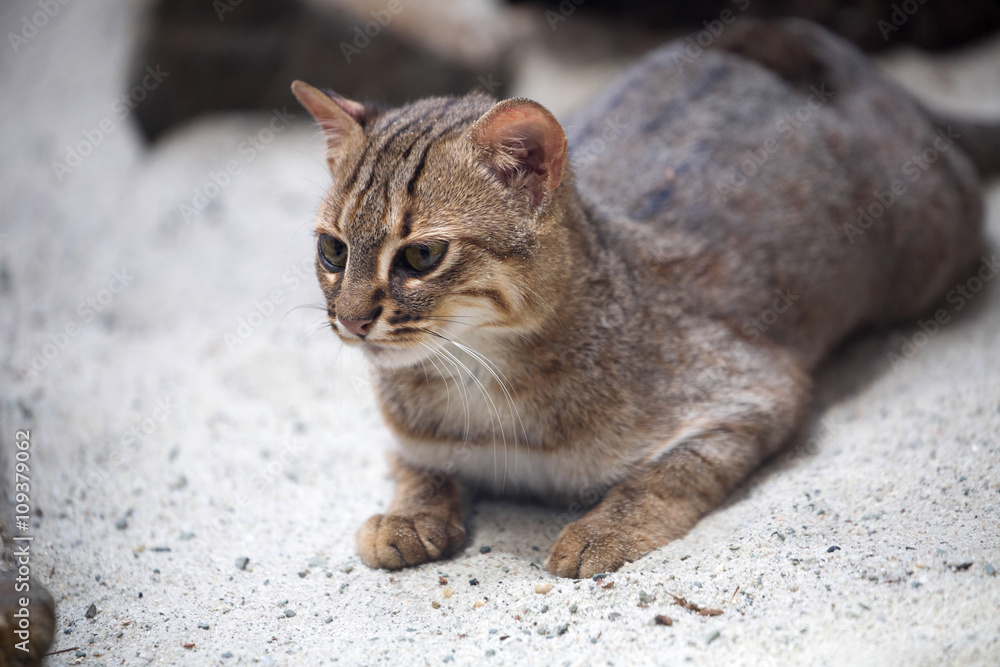 Small Rusty-spotted cat, Prionailurus rubiginosus is very rare
