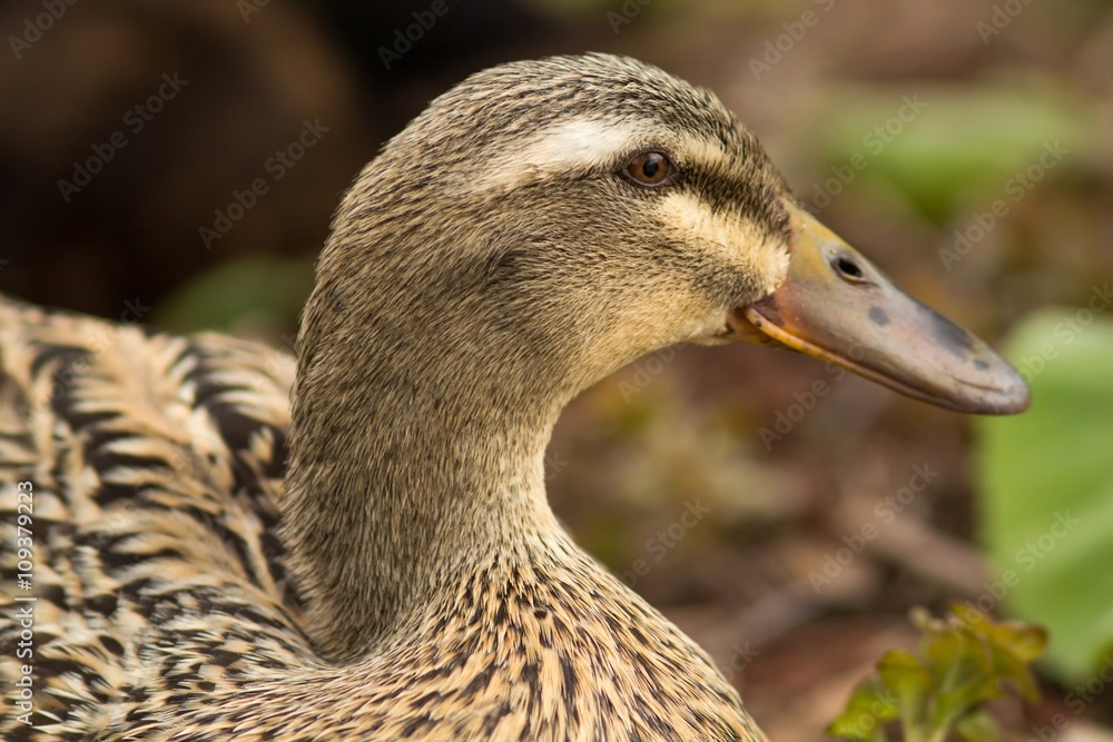 Weibliche Ente / Female duck
